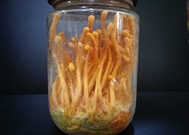 沪涵2号蛹虫草新品种