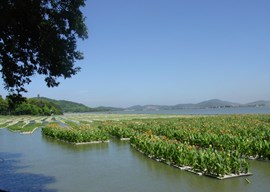 水环境治理与生态修复技术