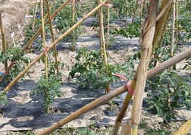 设施蔬菜精准灌溉施肥技术