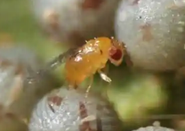 赤眼蜂产品与田间应用技术