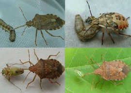 蠋蝽产品与田间应用技术