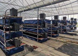 黄鳝工厂化循环水养殖技术