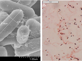 Bacillus velezensis SS-20抗逆促生功能微生物肥料创制及应用