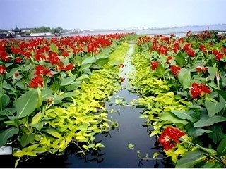 陆生植物浮床对污染水体净化及生态环境调控技术