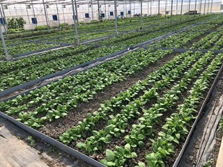 设施蔬菜减肥增效根际调控技术的创建与应用