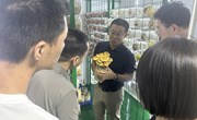【上海乡村振兴】食用菌所科技人员助力崇明区竖新镇食用菌产业