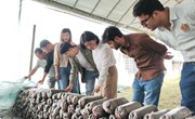 食用菌所国际青年人才交流项目（CEP）开展科研实践与学术交流活动