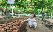 灵芝仙草落凡尘 葡萄架下亲子寻宝
