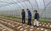 设施菜田羊肚菌高效栽培模式现场会在崇明召开
