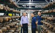 我院科技人员赴庆元调研 助力香菇产业绿色高效发展