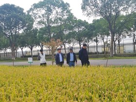 浙江农科种业有限公司一行考察我院优质强优势杂交粳稻新品种