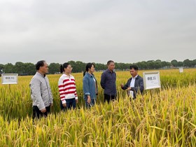 中国水稻研究所水稻抗病育种团队一行考察我院杂交水稻新品种