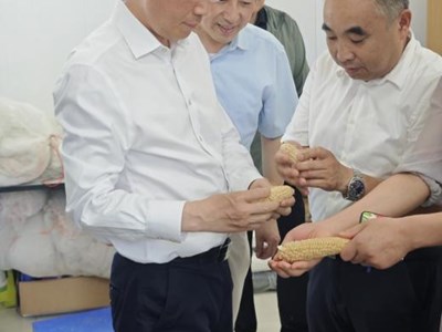 ​酷暑慰问暖人心 玉米育种显担当　——院领导赴庄行基地慰问一线玉米中心团队