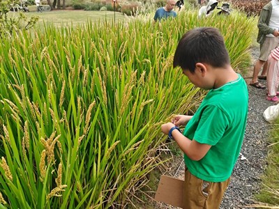 稻田入园林：一场农业科技与自然美学的跨界对话