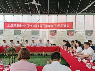 我院信息所农经科技人员赴嘉定参加“沪红糯1号”玉米品鉴会