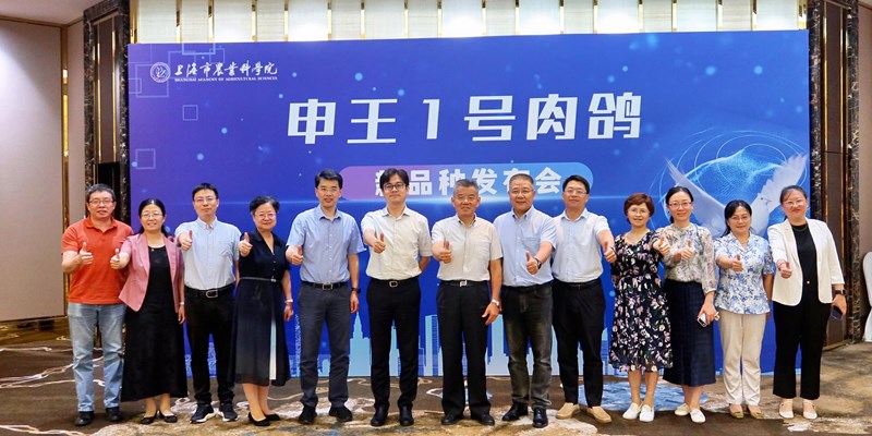 破解种源难题，助力产业升级 上海市农业科学院发布“申王1号”肉鸽配套系