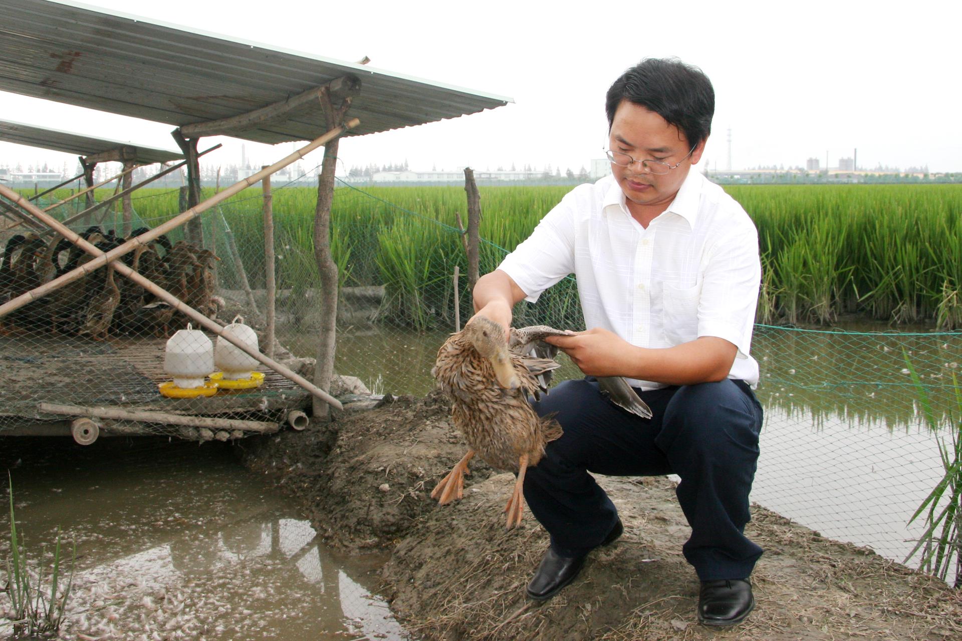 何大乾　研究员　水禽育种研究