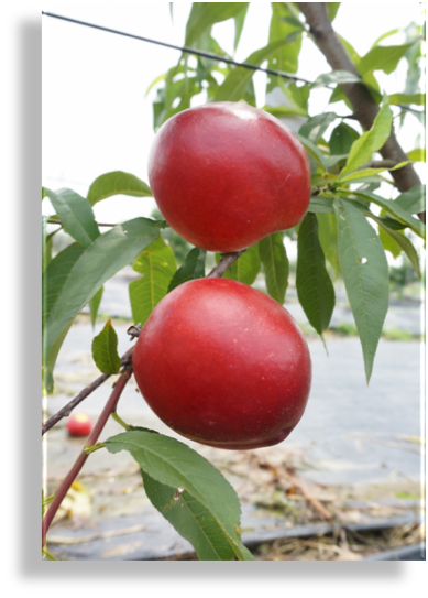 【院网转载】拟转化成果——油桃品种