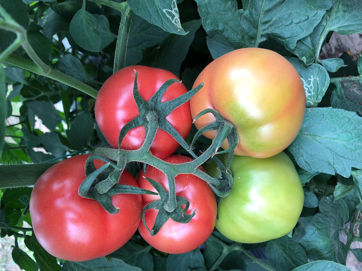 武汉育种的口感番茄成为市场新宠_县域经济网