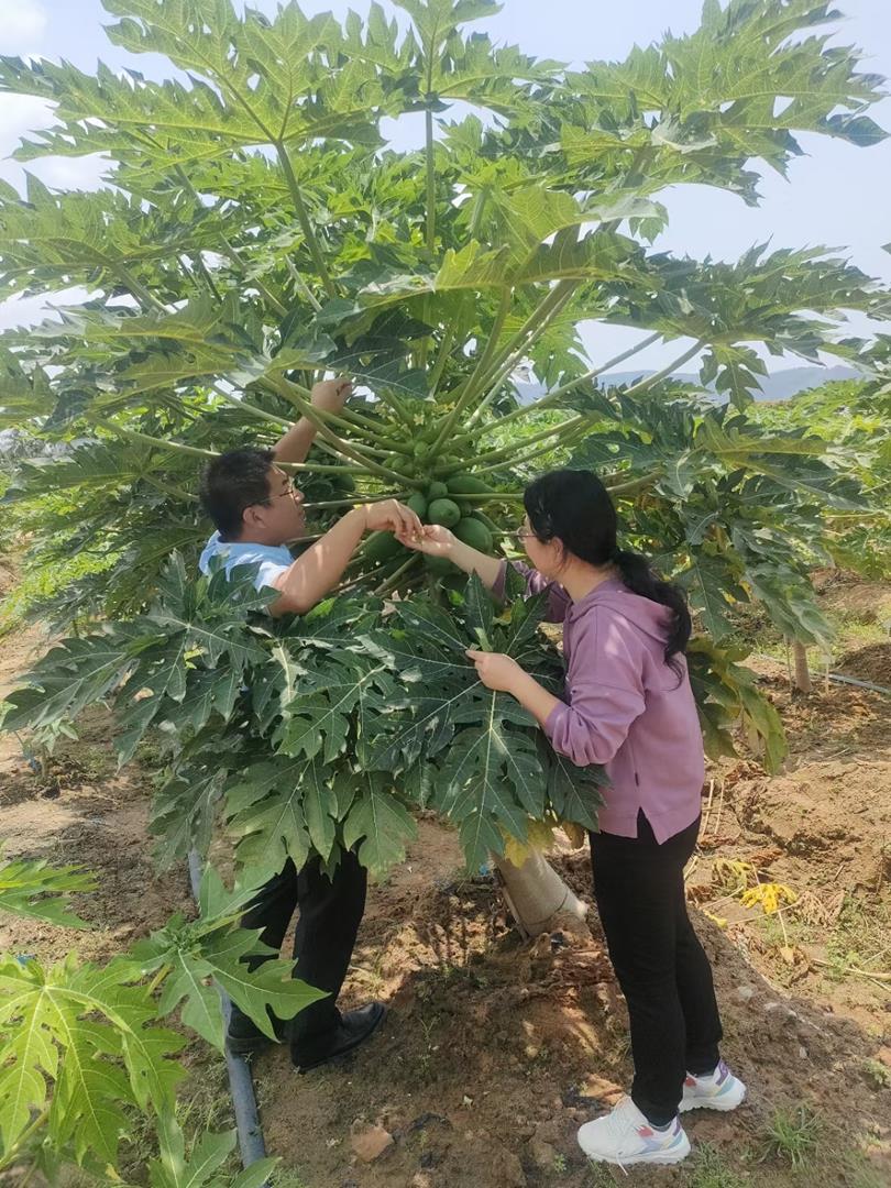 生物所科技人员赴中国热带农业科学院三亚研究院开展技术交流