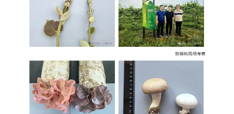 上海分中心开展猕猴桃、毛木耳和双孢蘑菇新品种现场考察