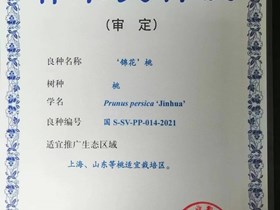 ‘锦花’黄桃国家审定证书（2022年）
