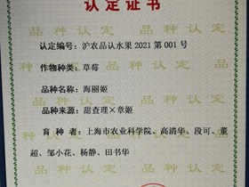 上海市认定品种-海丽姬草莓（2021年）