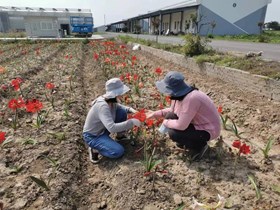 功能花卉团队-基地对接概况（部分，2023年二季度）