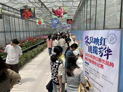 朱弦映红，镜揽芳华-林果所举办2025朱顶红新优品种展
