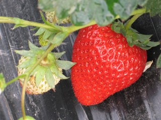 草莓新品种