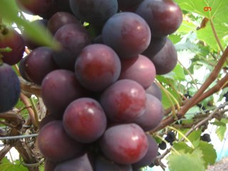 葡萄新品种