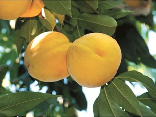 黄桃新品种