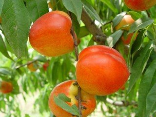 油桃新品种