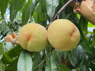水蜜桃和蟠桃新品种
