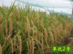 旱稻品种