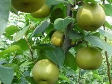 蜜梨品种