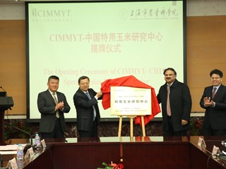 CIMMYT-中国特用玉米研究中心在我院揭牌成立