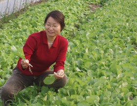 默默耕耘 开拓创新 守卫市民餐桌的青菜之花——园艺所朱玉英