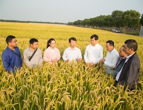 杂交粳稻研究团队:科技助力弘辉种业创新发展
