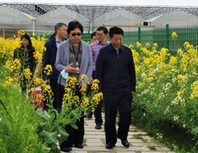 中国农业科学院副院长王汉中院士来院考察作物所油菜基地