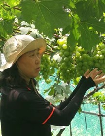 蒋爱丽　研究员　葡萄新品种的选育及栽培技术研究