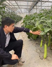 查丁石　研究员　茄子遗传育种和栽培