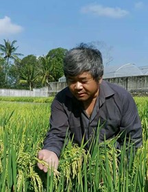 余新桥　研究员　水稻遗传育种工作
