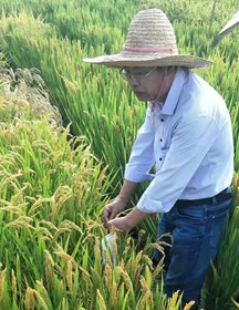 王新其　研究员　水稻遗传育种和高产栽培技术等研究