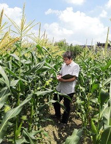 林金元　推广研究员　鲜食玉米遗传育种，水稻、玉米、油菜新品种示范推广