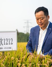 吴书俊　研究员　优质粳稻新品种选育与稻米品质研究