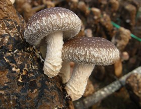 食用菌菇类品种