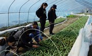 【先行区共建】园艺所科技人员赴金山基地指导西瓜春播育苗工作