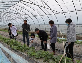 【先行区共建】生态所植病团队赴金山区开展我市西瓜甜瓜产业体系对接交流与基地病害防控指导