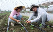 【先行区共建】园艺所科研人员赴金山指导菜用大豆栽培生产